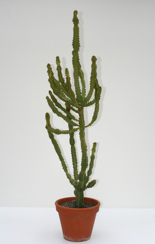 euphorbia ledienii 130cm 3658