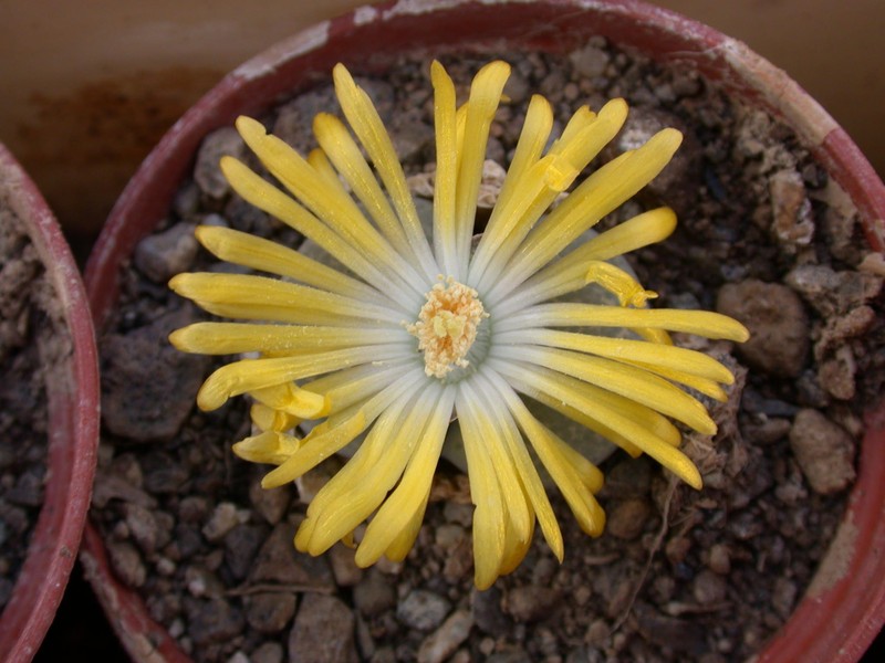 lithops terricolor01