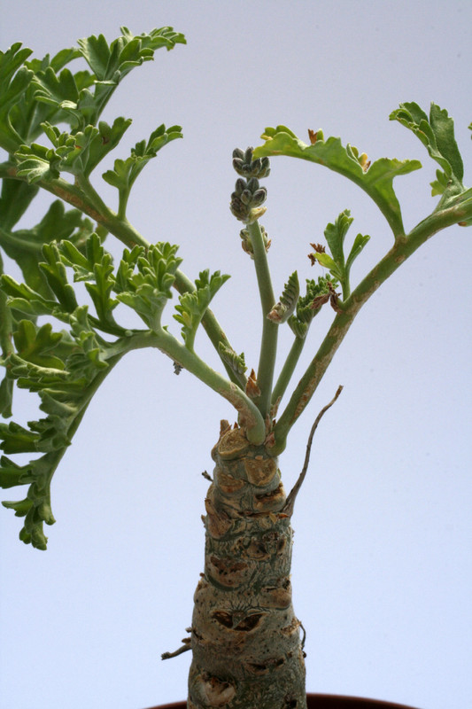 pelargonium carnosum 8079