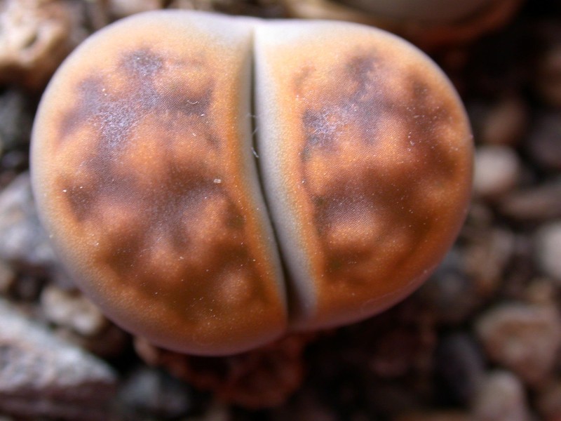 lithops karasmontana lericheana 01
