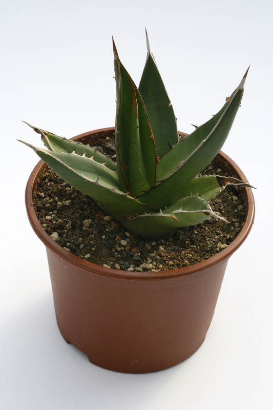 agave ghiesbreghtii 7837