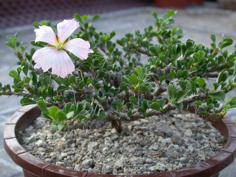 sarcocaulon vanderietiae es0462 01