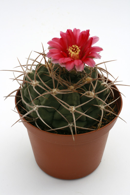 gymnocalycium oenathemum 9921