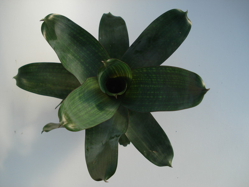 vriesea gigantea 5021