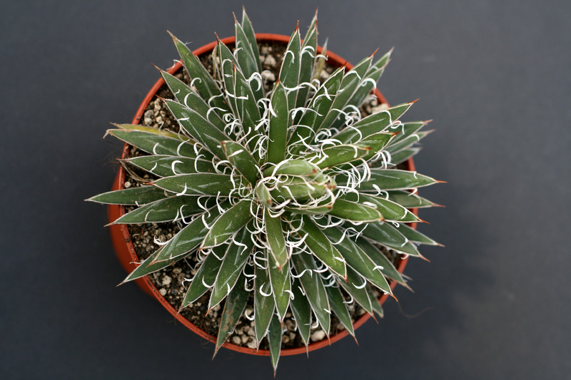 agave cv leopoldii 0875