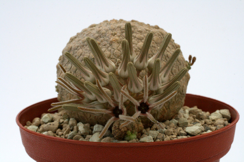 pseudolithos cubiformis 9821