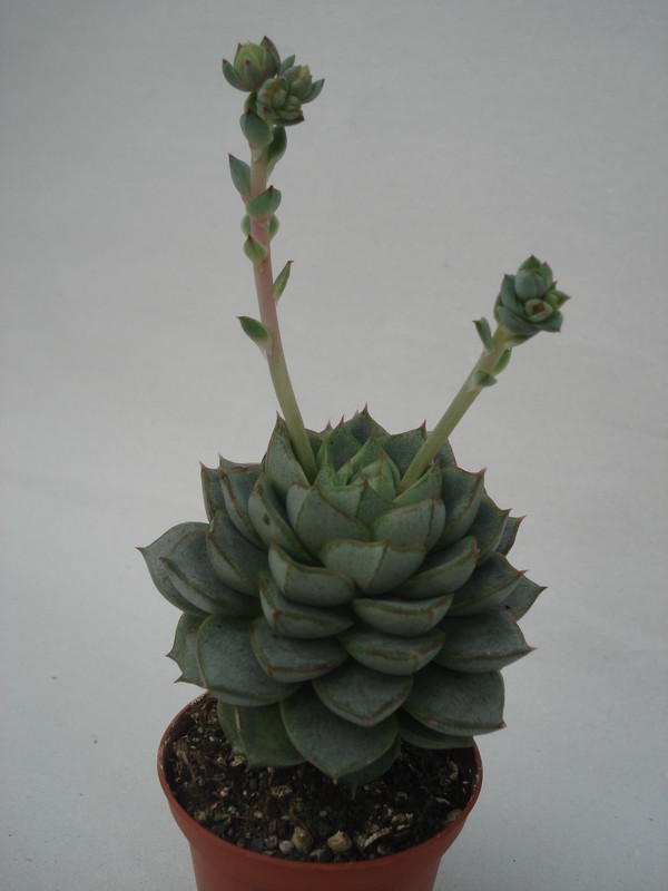 echeveria turgida 8339