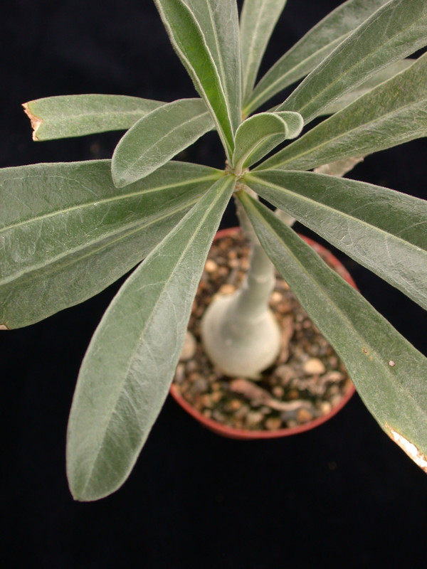 adenium swazicum 04