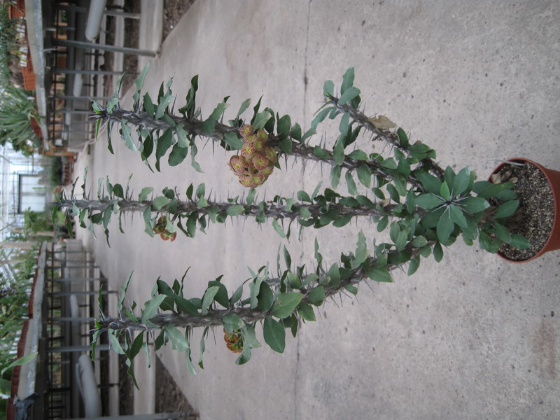 euphorbia bevilaniensis 3919