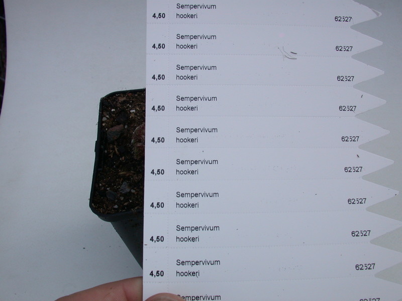 sempervivum hookeri 5722