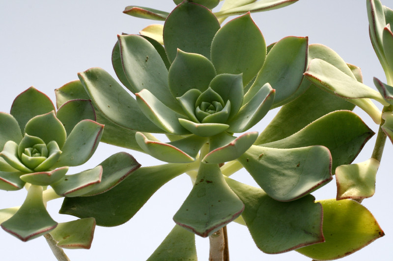 aeonium haworthii 8009