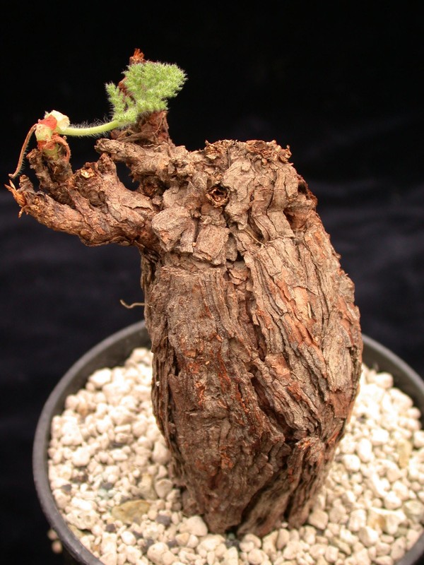 pelargonium triste 01