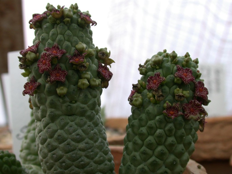 lavrenia cactiformis5