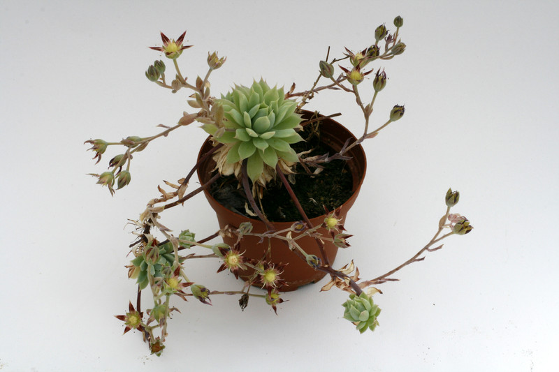 graptopetalum macdougallii 9236