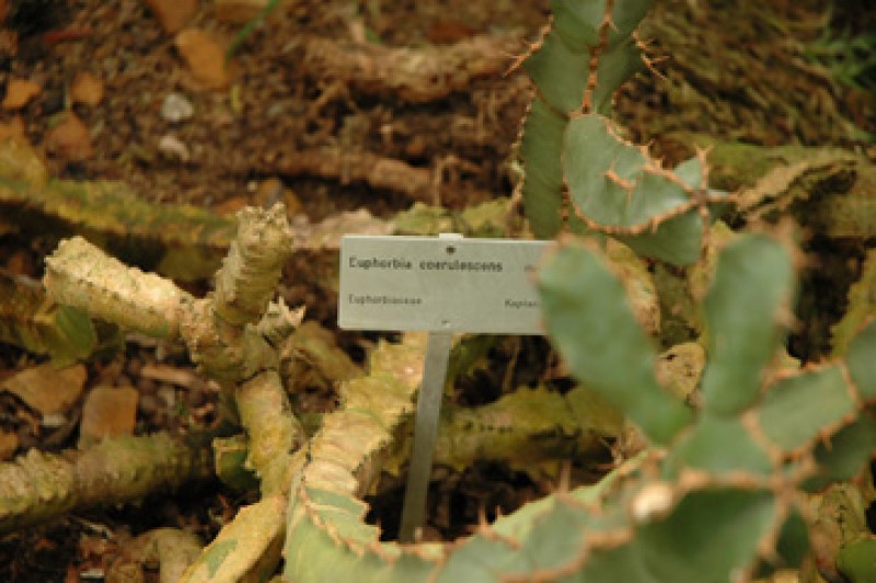 euphorbia coerulescens 03