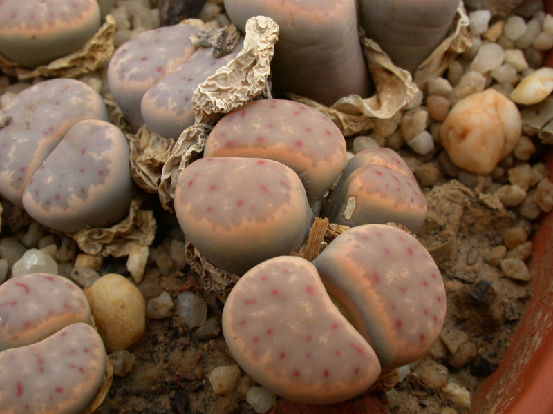 lithops dinteri 03