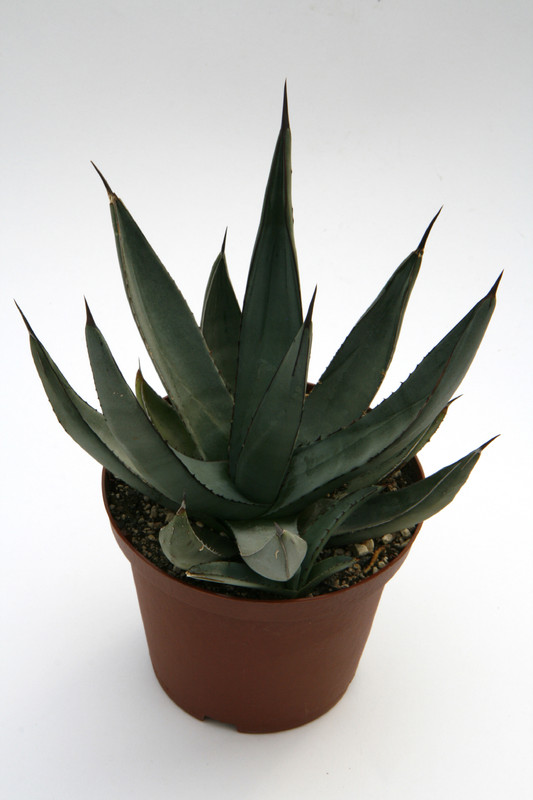 agave nigra 7676
