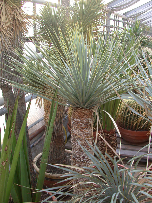 yucca linearis 03