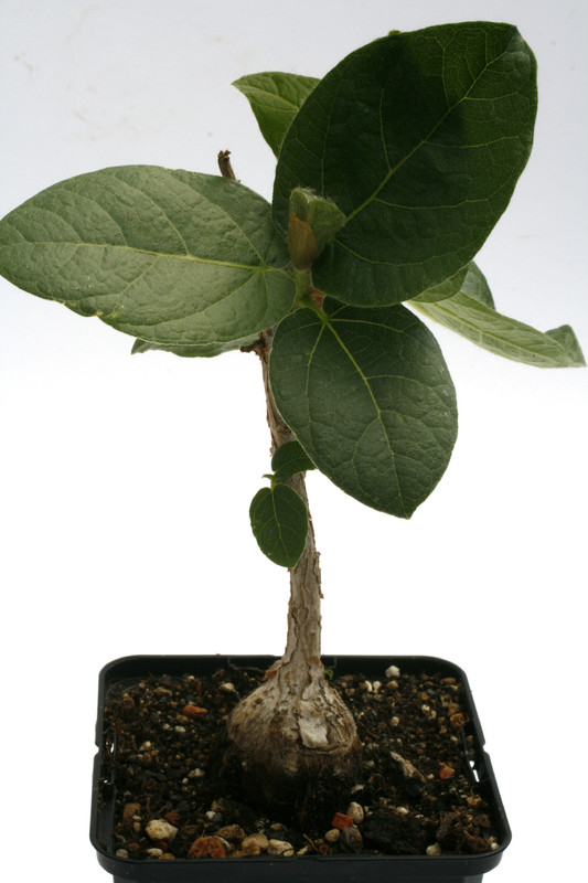 ficus glomosa 0374