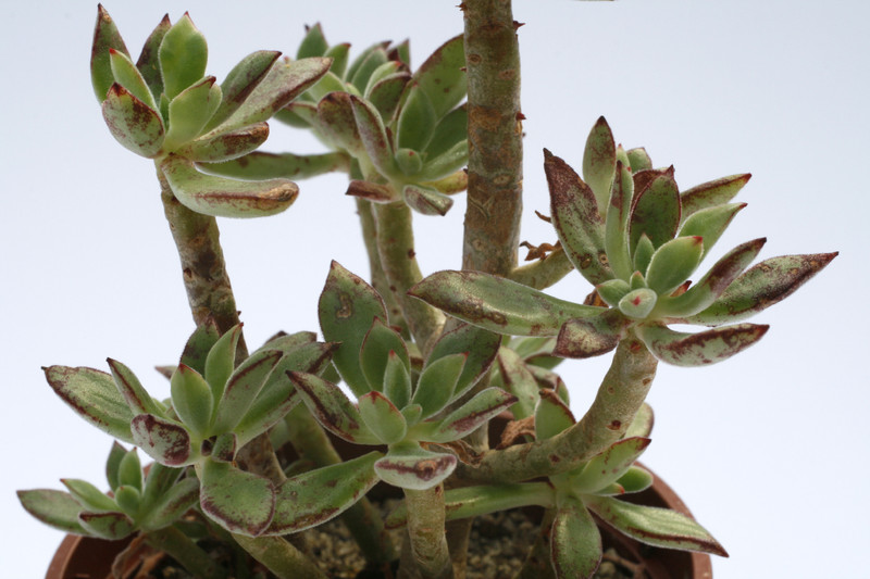 echeveria harmsii 7938