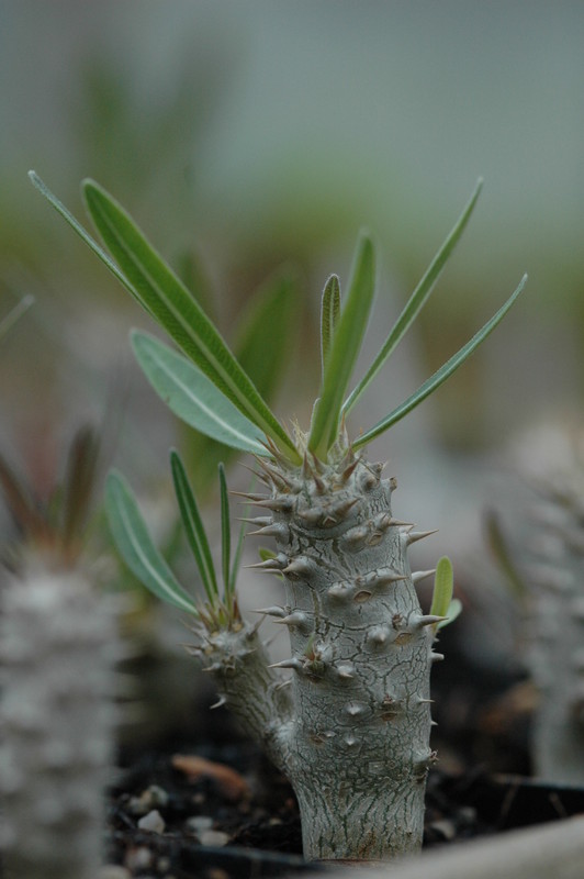pachypodium inopiatum 183