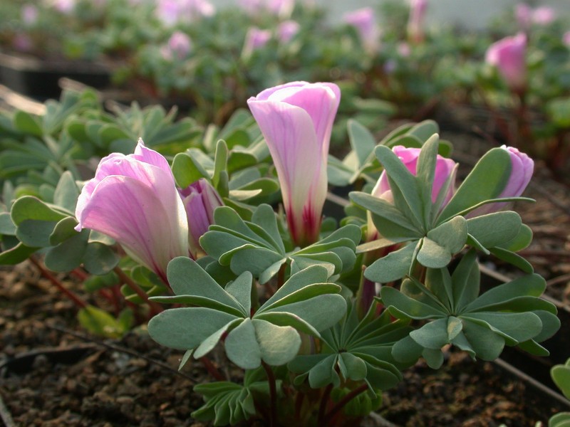 oxalis adenophylla5