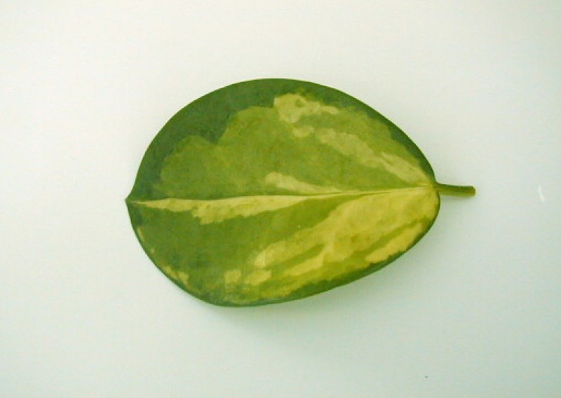 hoya australis lisa leaf