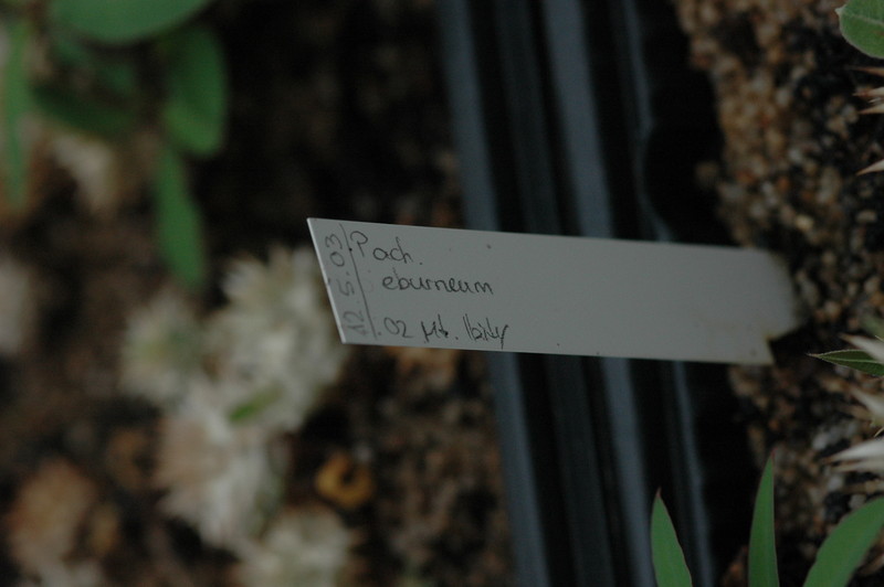 pachypodium eburneum mt ibity 177