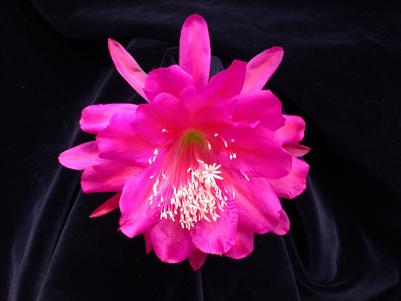 eh rose of lancaster 8790 02