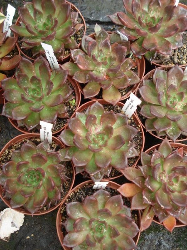 echeveria aff schwarzer prinz 05