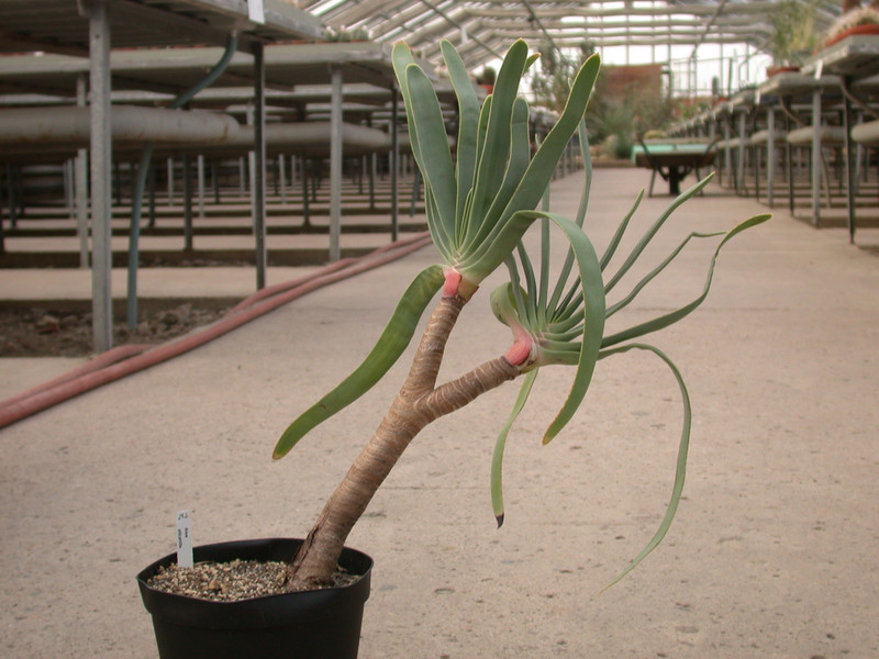 aloe plicatilis 15