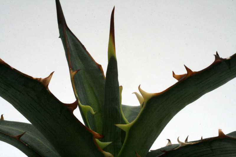 agave lophantha 0104