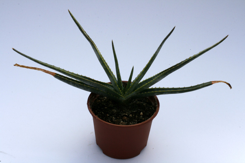 aloe capitata cipolinicola 8110