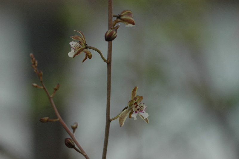 oeceoclade spatulifera 198