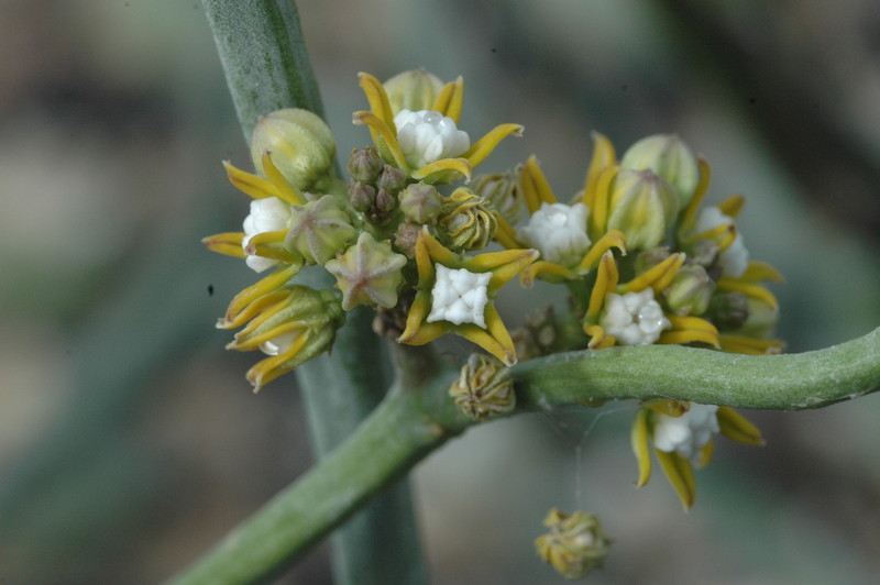 cynanchium perrieri 1060
