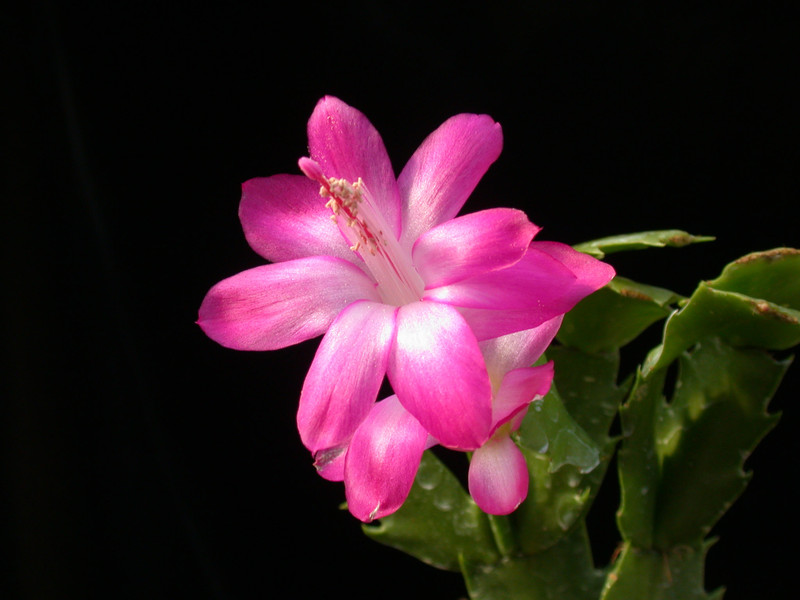 schlumbergera rosabell 06