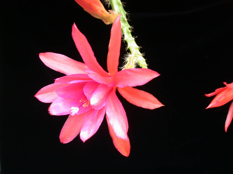 aporocactus orange glow03