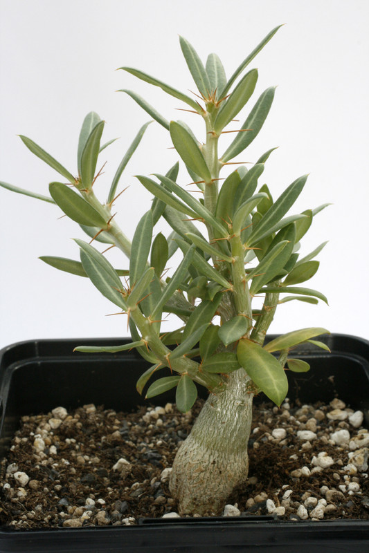 pachypodium bispinosum 7540