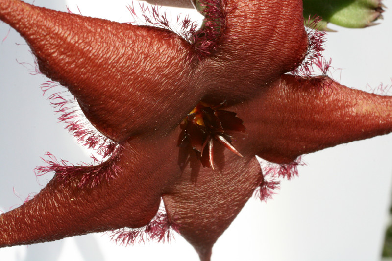 stapelia schinzii pvb5583 0811