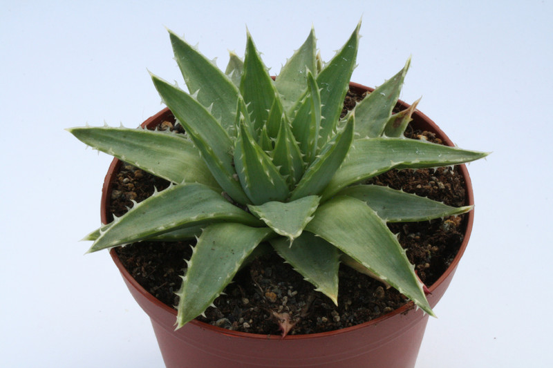 aloe polyphylla 6666