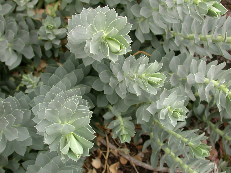 euphorbia myrsinites 02