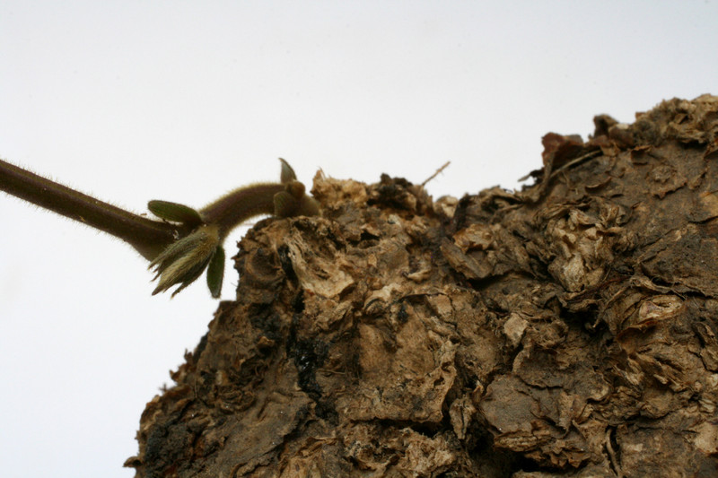 dolichos sp tanzania 2628