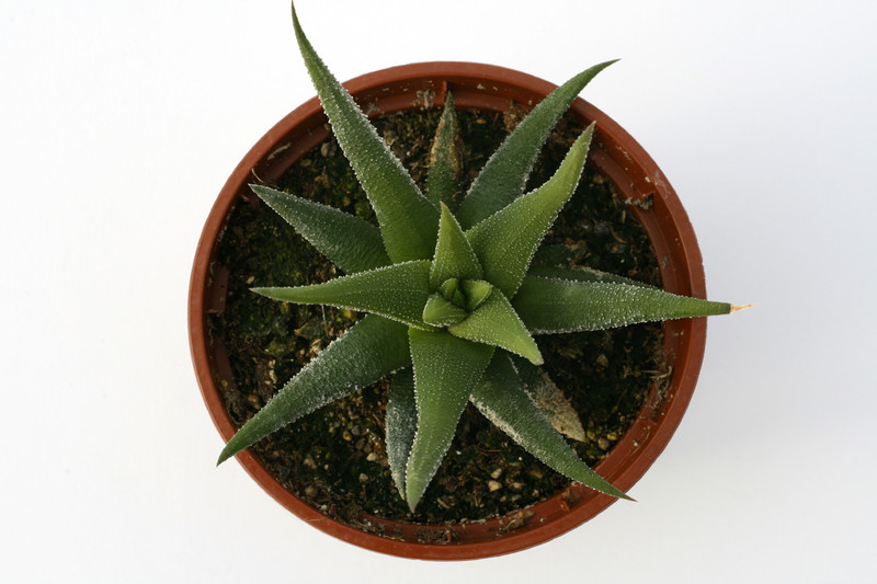 haworthia britteniae 7282