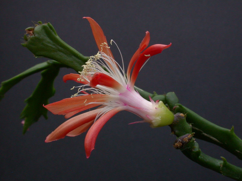 schlumbergera enigma 2440