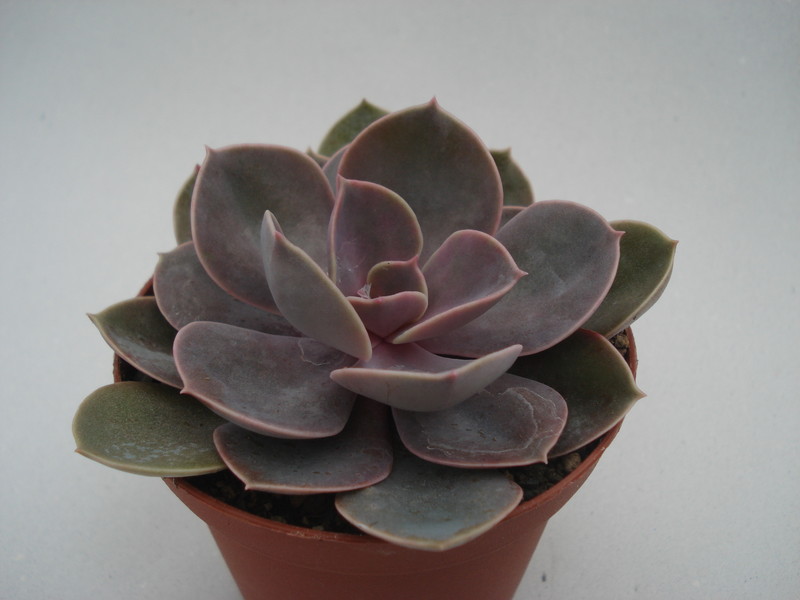 echeveria gibbiflora perle von nuernberg 8372