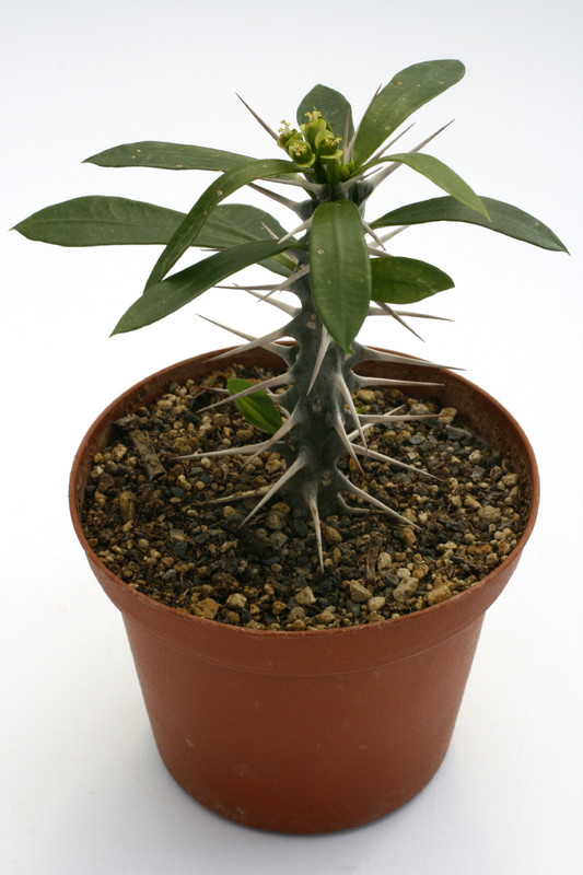 euphorbia mangelsdorffii x geroldii 9774