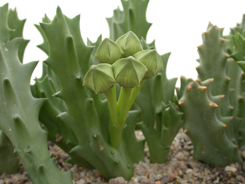 caralluma lutea
