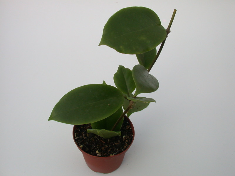 hoya crassiclaulis ipps1722 1431