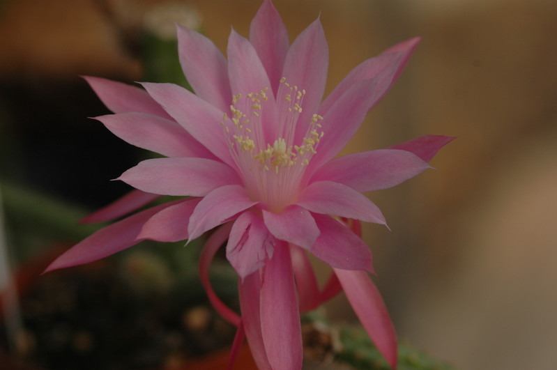 aporocactus royal silk 1303