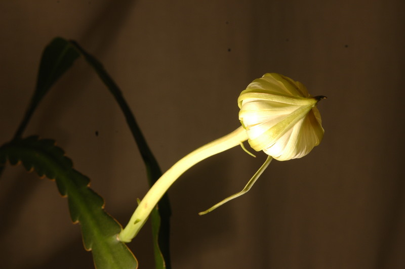 epiphyllum pumilum phasen 2278